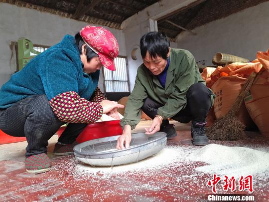 工作人员人工筛选稻米. 王昊昊 摄