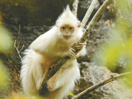 广西发现罕见白化黑叶猴