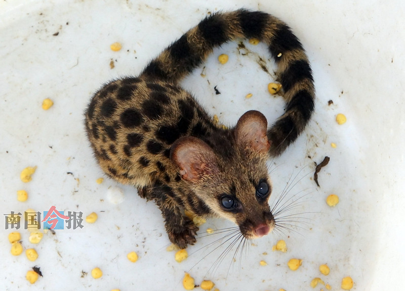 扒一扒2017年广西的奇闻怪事趣事组图832