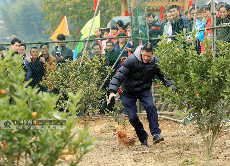 12月23日,在柳州市融安县大坡乡岗伟村泗香屯,一名群众在徒手捉鸡.