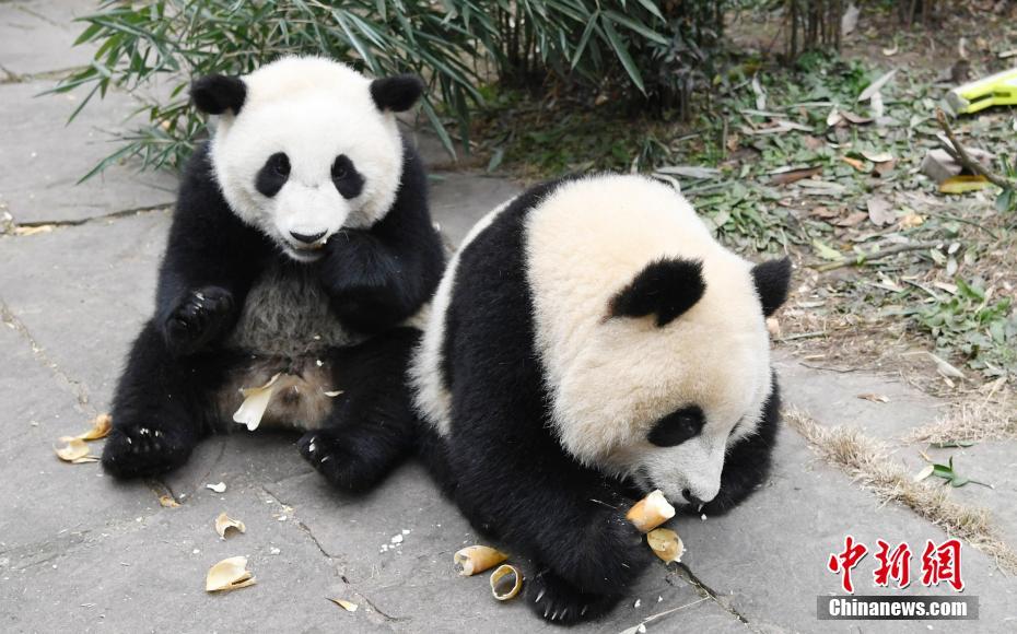 探访熊猫幼儿园