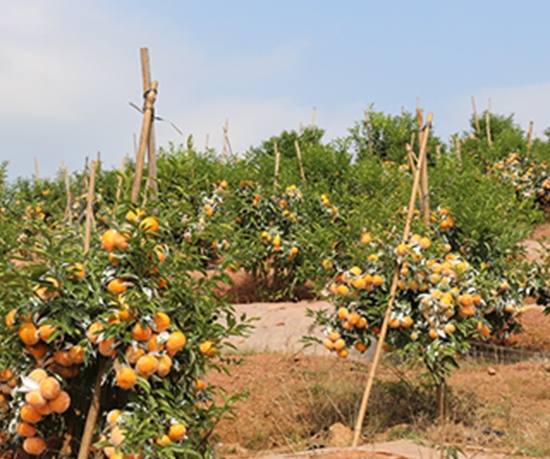 "近日,在十万大山甜湾湾茂谷柑种植基地,正在查看果子成熟情况的该