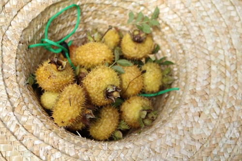 乐业刺梨是广西乐业县大石围天坑景区周边高寒山区名贵特产.