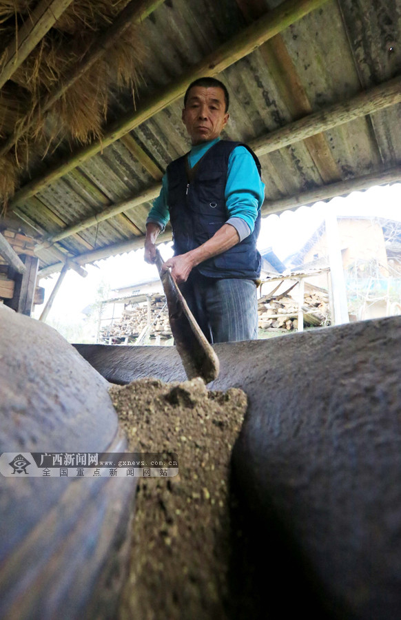广西新闻网通讯员 谭凯兴 摄榨油师傅唐丰志在使用古法制作茶饼,准备