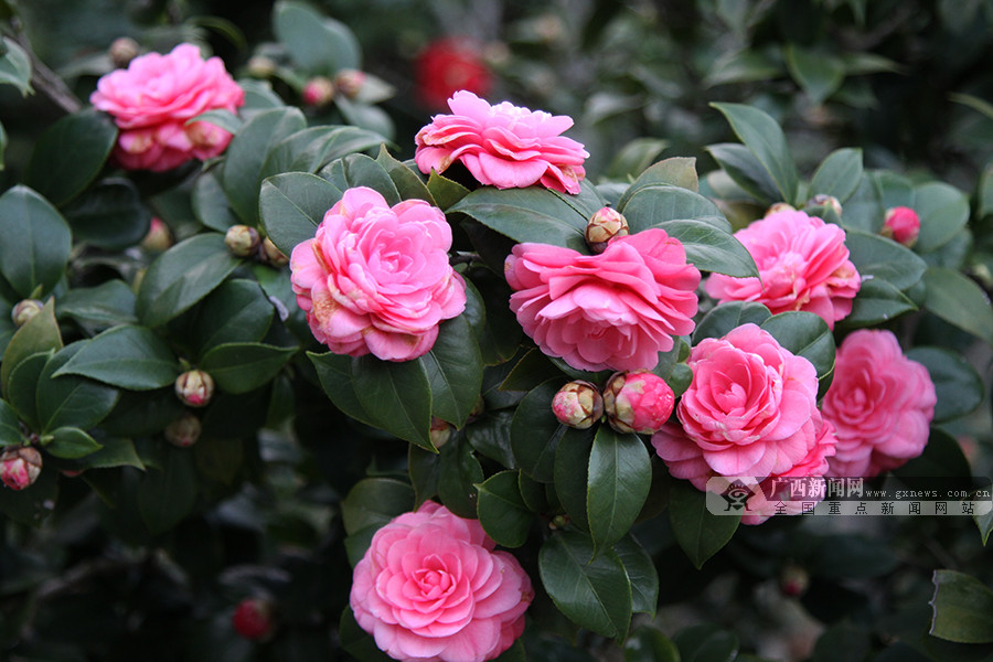 高清组图:万绿丛中秀靥留 邕城山茶花惊艳绽放-广西新闻图集