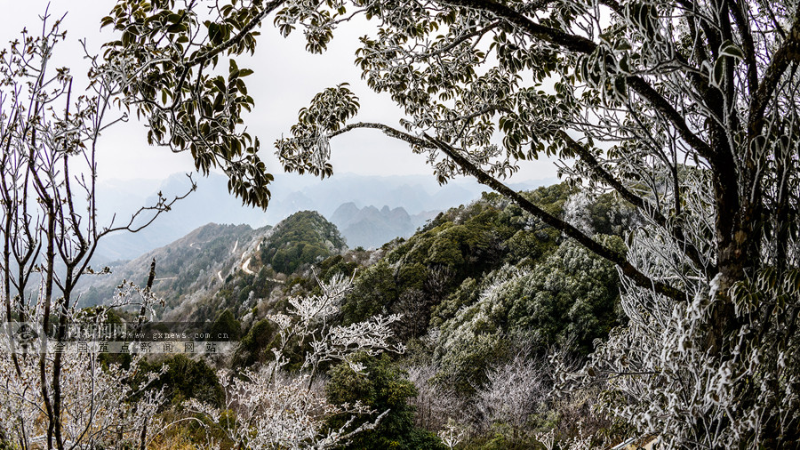 田林:岑王老山飘瑞雪 树木穿冰衣(组图)(5/10)