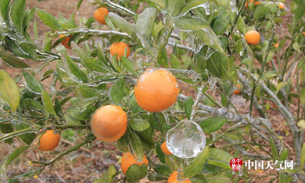 寒潮袭来 桂北多地现雨凇雾凇景观(组图)