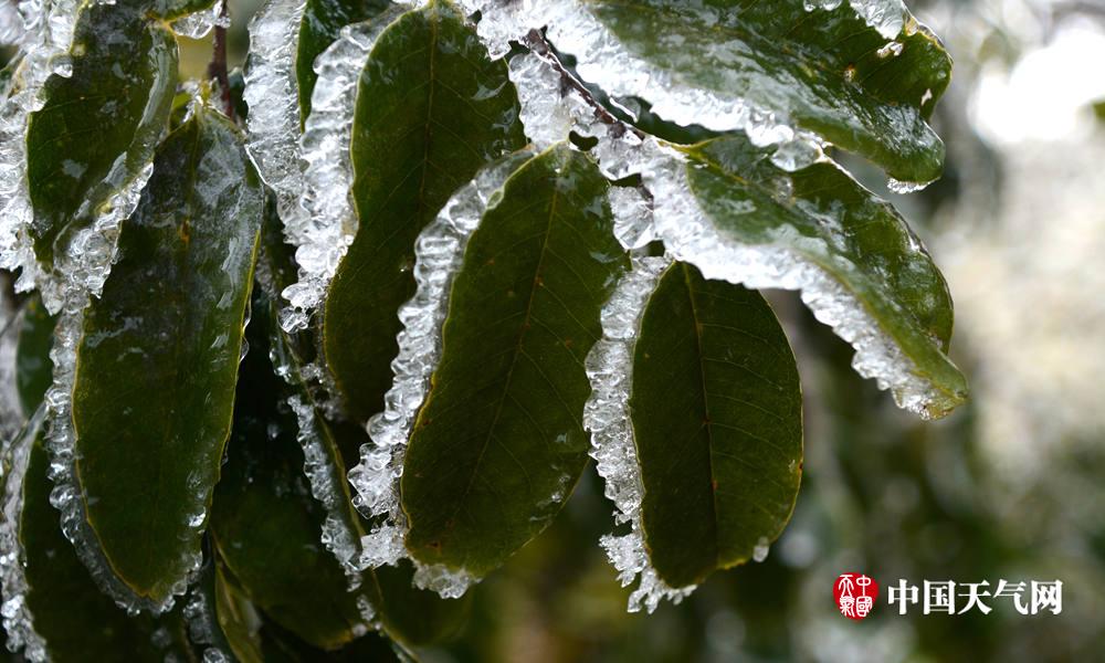 高清组图:灵川高寒山区出现结冰 银装素裹如仙境