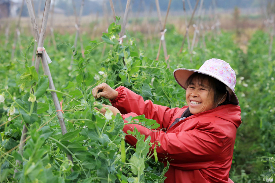 融安:农民田间采收蔬菜供京沪(组图)