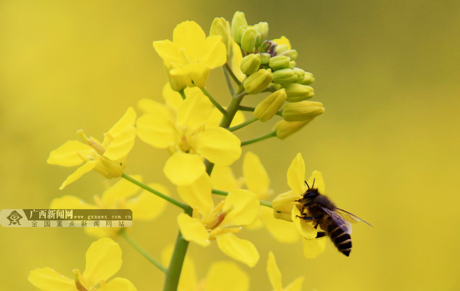 融安油菜花陆续开放蜜蜂油菜花中采蜜忙组图