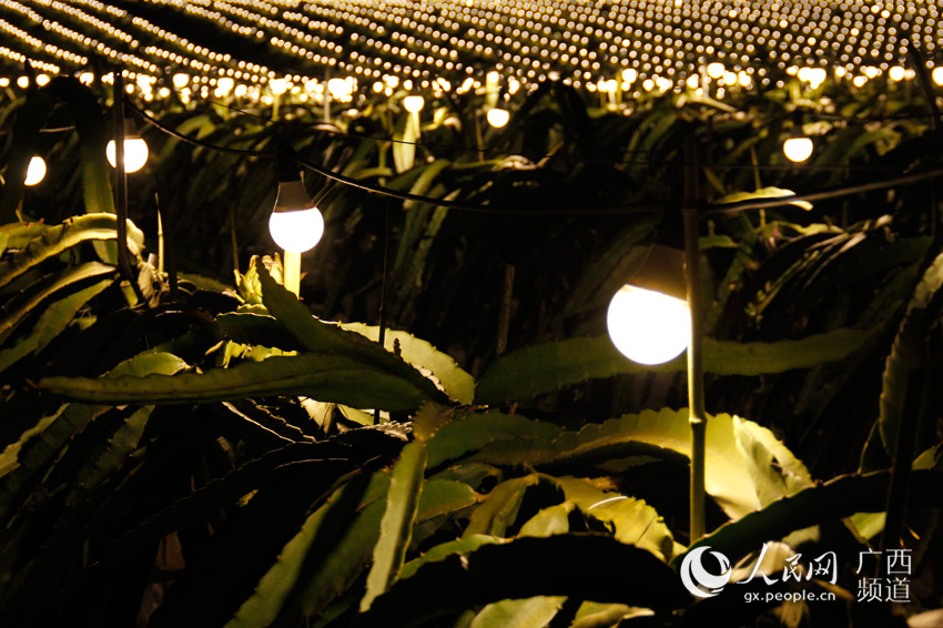 广西龙州:千亩火龙果灯海璀璨夺目(组图)