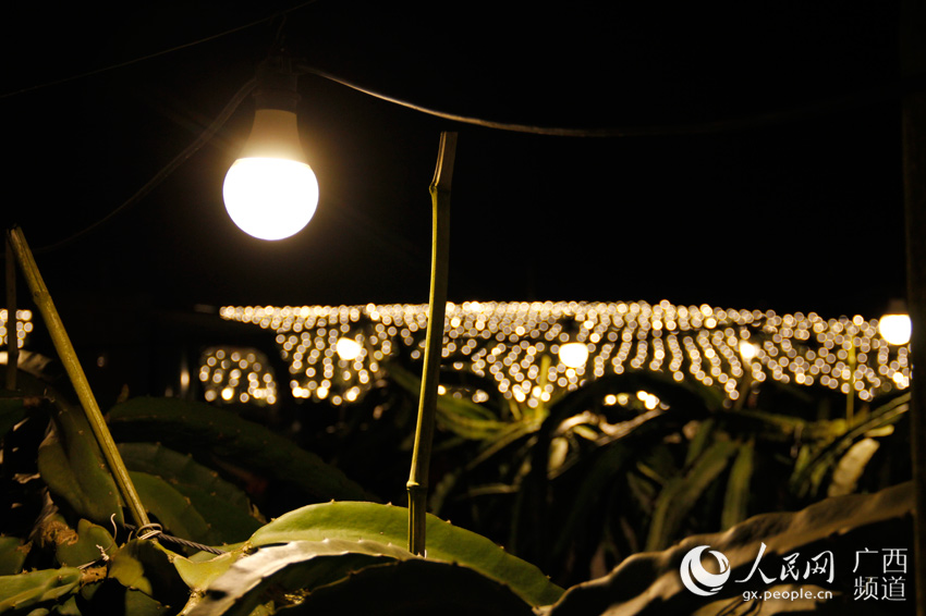 广西龙州:千亩火龙果灯海璀璨夺目