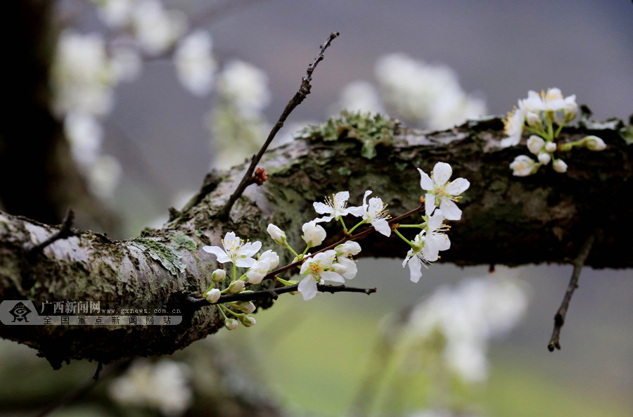 融安百年李树春日里渐次开花组图