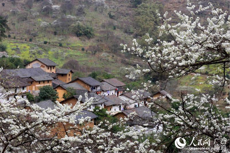 融安县东起乡崖脚村铜板屯拍摄的美丽乡村(谭凯兴-摄)