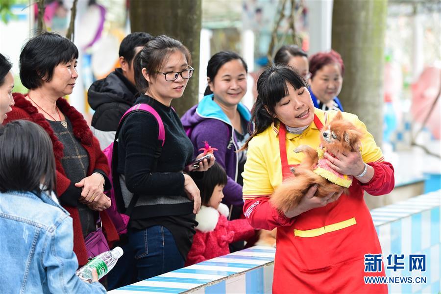 张少芬是土生土长的广州南沙村民,2000年到南沙百万葵园景区工作