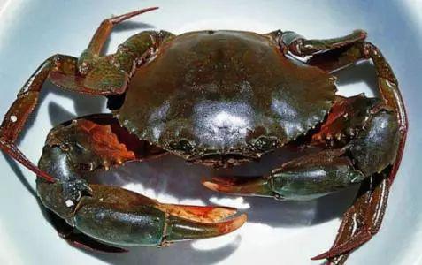 钦州青蟹荣登cctv4《源味中国》(图)-广西新闻网