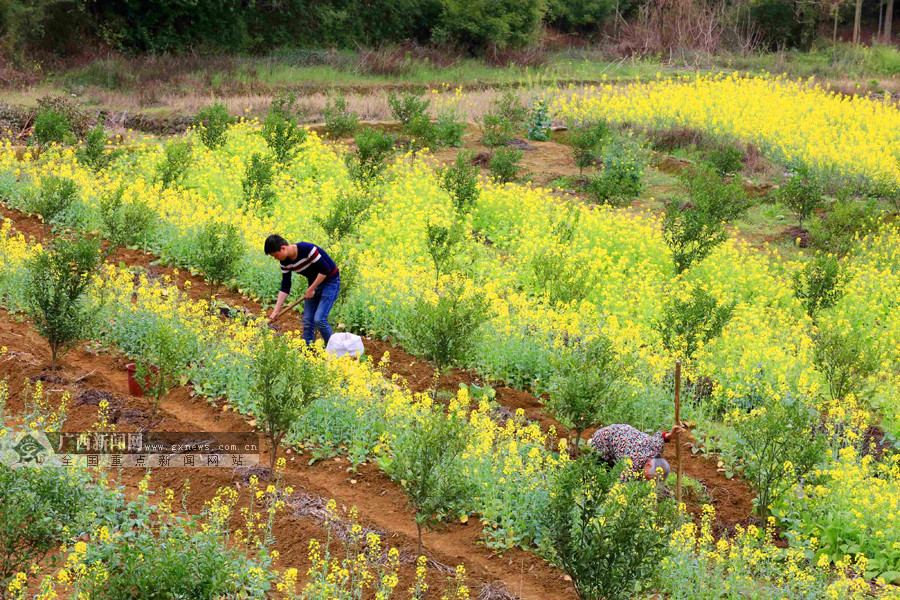 3月6日,在柳州市融安縣浮石鎮泉頭村,農民在果園裡鋤草.