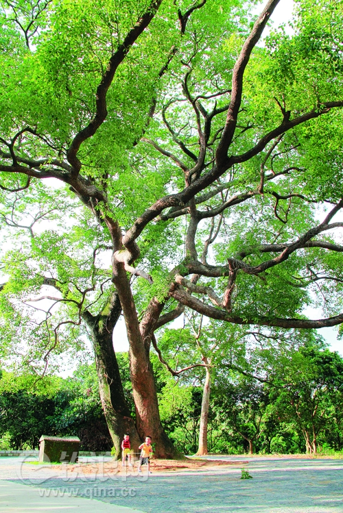 钦州10828株古树名木挂上"身份证"