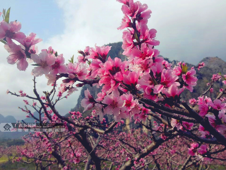 田林浪平桃花开放粉嫩似霞 引游客踏春赏花(组图-广西新闻图集