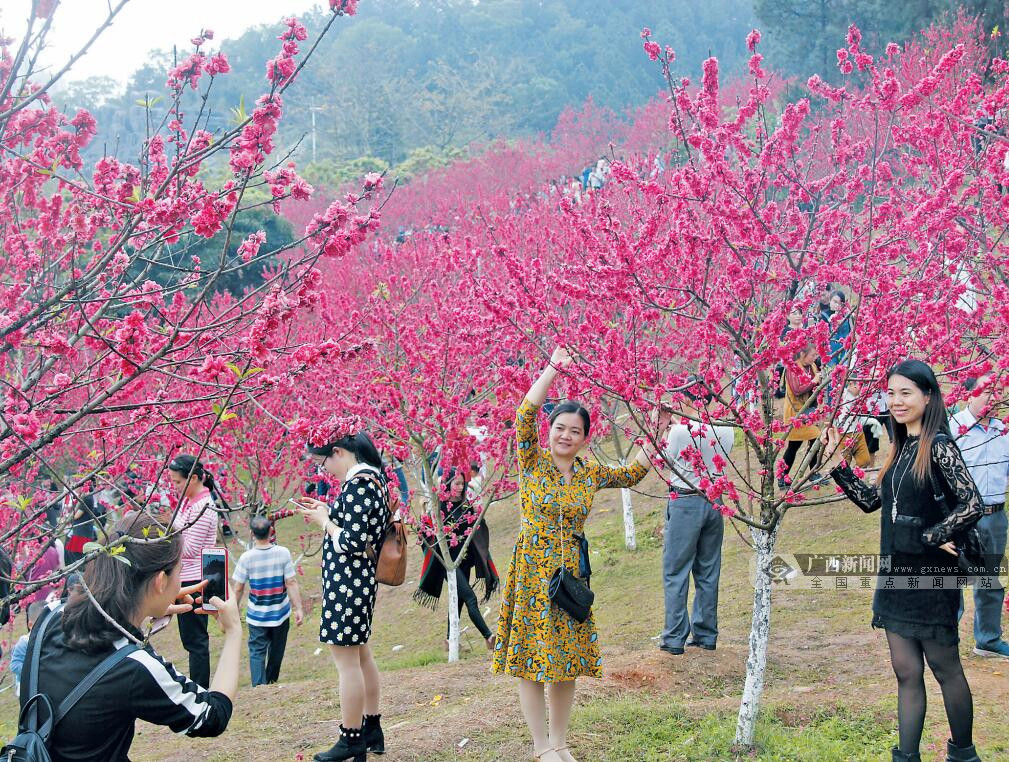 陽春三月,平南縣生態園裡的桃花競相開放,人們三五成群前來踏春賞花.