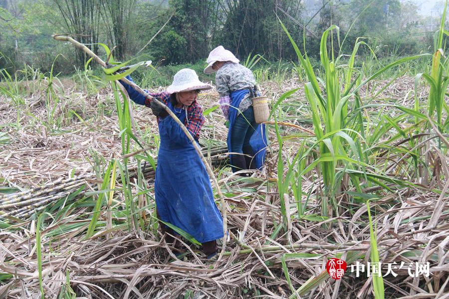 中国天气网广西站讯 今天(3月15日)龙州县天气晴好,气温有所回升.