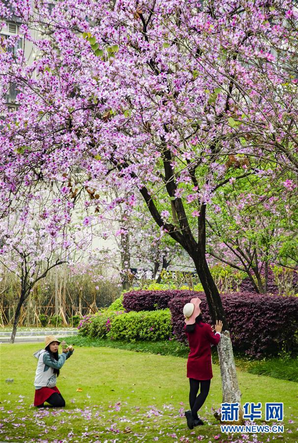 3月24日,市民在柳州市东堤路小游园的洋紫荆花下留影.