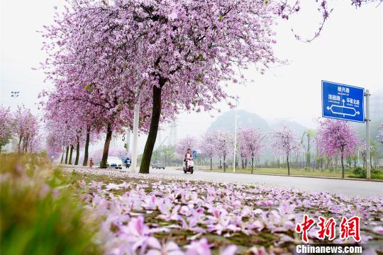 朱柳融 摄 柳州市区沿街紫荆花如雨般纷纷凋落 朱柳融 摄 3月29日