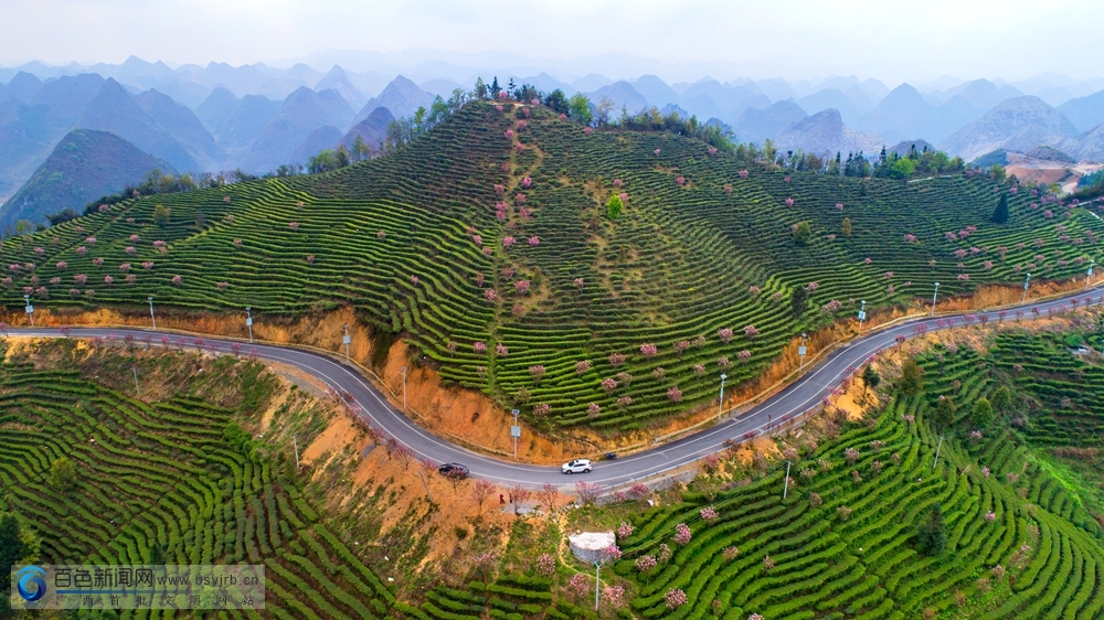 高清组图:乐业龙云山茶园春色醉游人