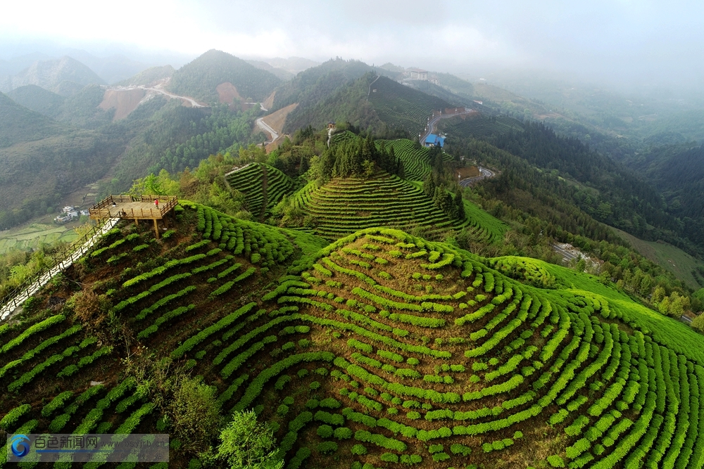 高清组图:乐业龙云山茶园春色醉游人