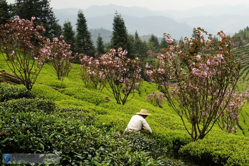 高清组图:乐业龙云山茶园春色醉游人