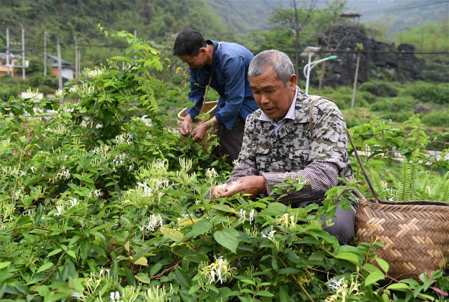 金银花种植技术与管理(金银花盆栽用深盆还是浅盆好)