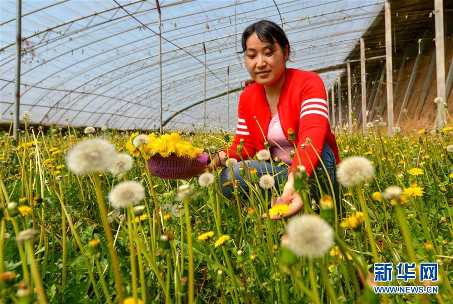 小小蒲公英 助飞脱贫梦