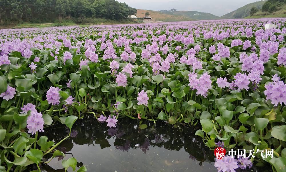 高清组图:水葫芦疯长 蒙山一水库变花海