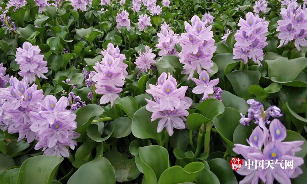 高清组图:水葫芦疯长 蒙山一水库变花海 (2)