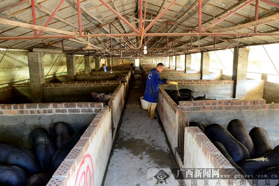 生猪养殖合作化抱团发展.  德保县委宣传部供图