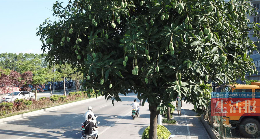街道小区多种果树挂果渐成熟 南宁进入"果城"模式