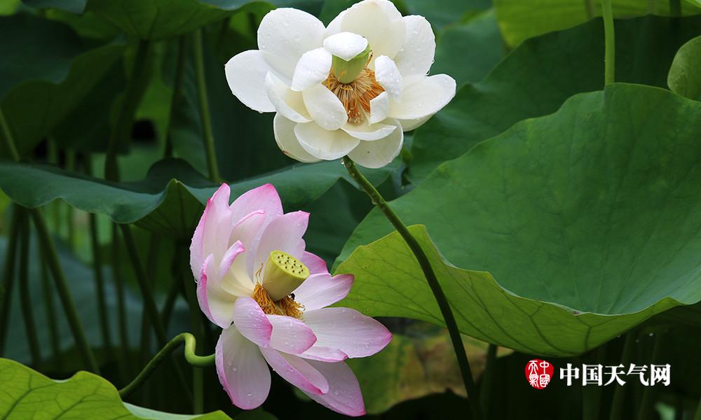 重慶華巖寺荷花初綻放 雨後別有韻味