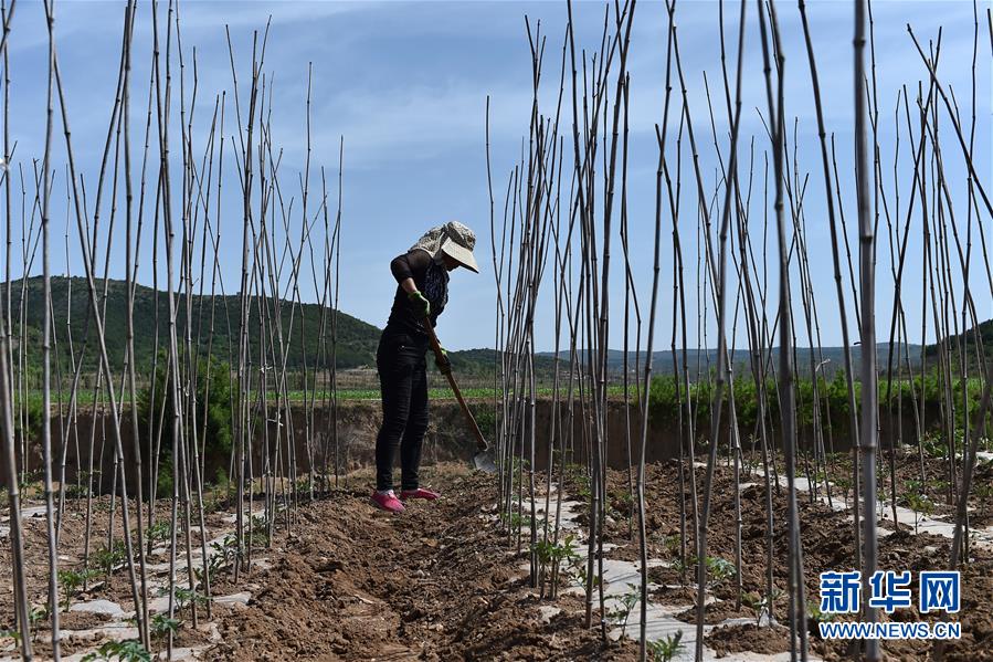 靳庆飞和丈夫平清龙跟着学习种植蔬菜,2017年在地里种了豆角,西红柿