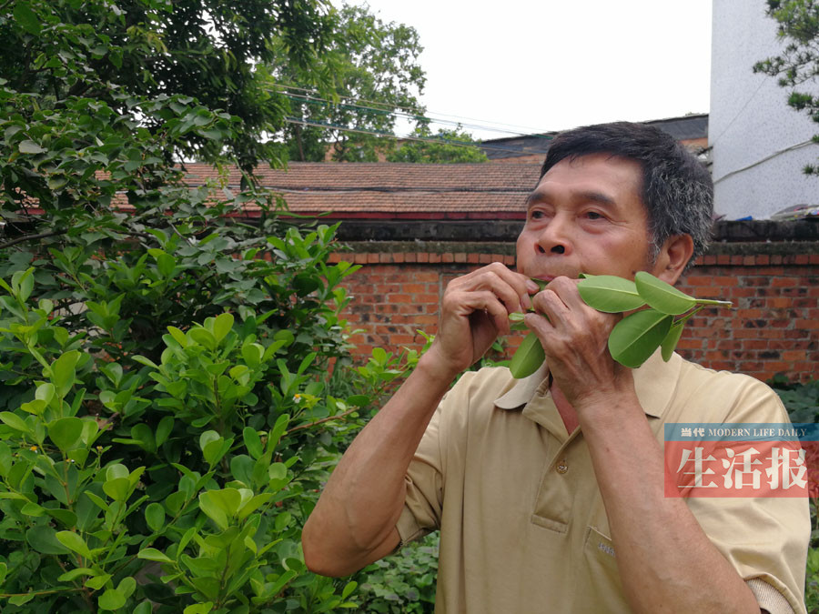 71岁"老顽童"好生了得 信手摘片树叶就能吹曲子-广西新闻网