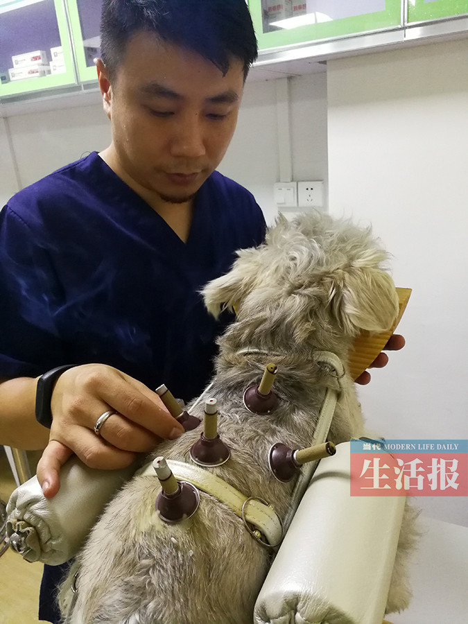针灸拔罐也能给宠物治病 中兽医疗法渐萌芽(组图) (3)
