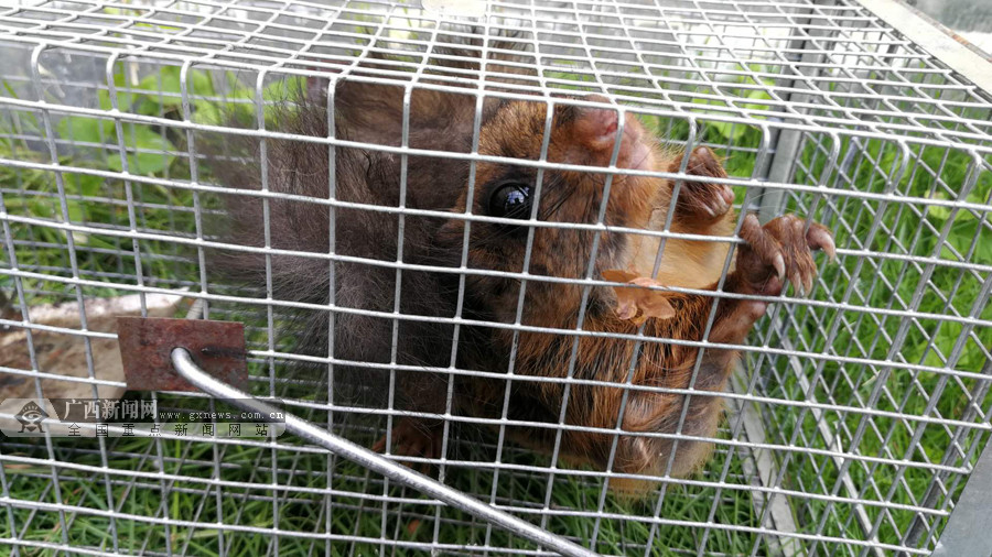 凤山发现广西重点保护动物"飞虎" 已放归自然(图)|手机广西网