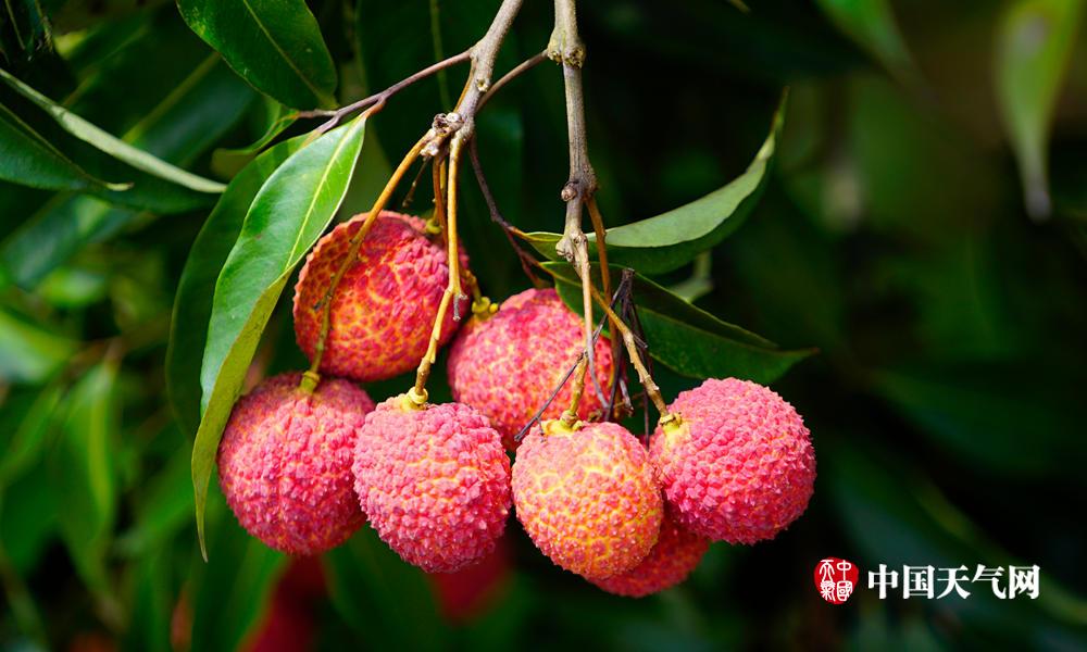 高清:钦州荔枝丰收上市 鲜嫩诱人快来品尝 (5)