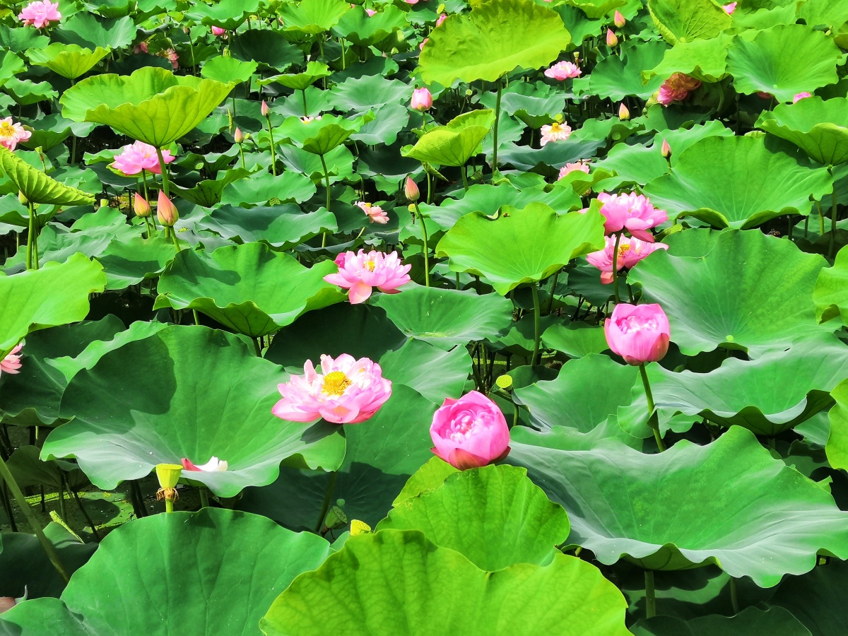 第32届全国荷花展览在贵港开幕 万亩荷花绽放(图)