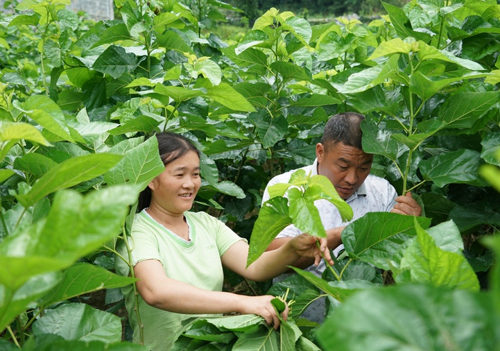 聋哑夫妻与"蚕"同居 种桑养蚕收入过万(组图)