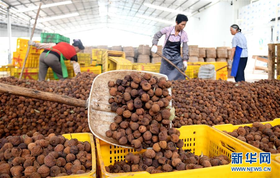 6月29日,工人在广西灵山县一家加工厂加工荔枝干.