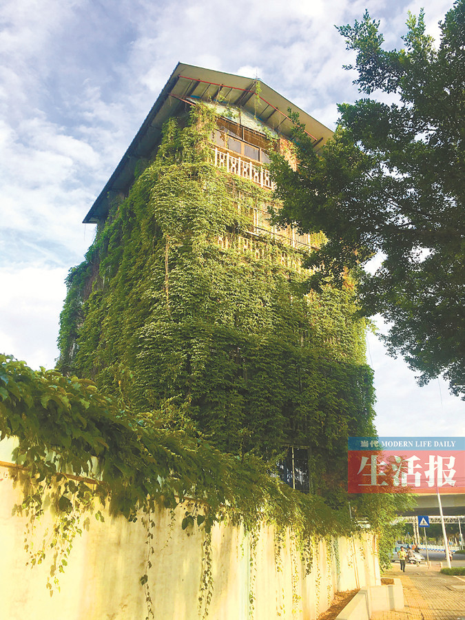 发现南宁的美:绿藤爬满楼 夏日送清凉(高清图集) (4/7)