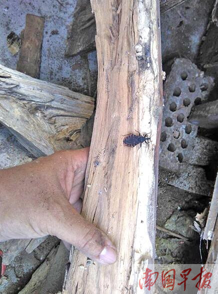 广西悬赏令掀起抓虫热多地有锥蝽虫出没图2