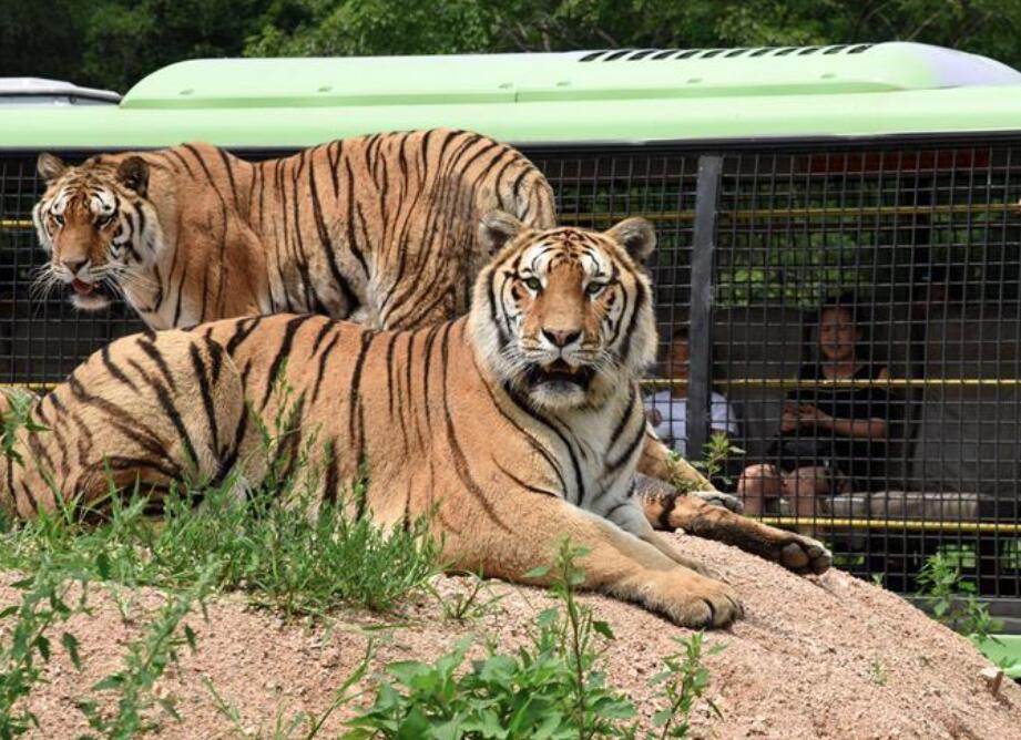 王者归来终可期——中国人工饲养繁育保护东北虎纪实