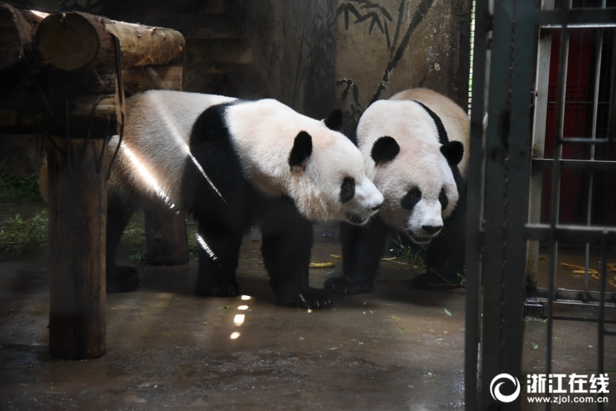 杭州動物園熊貓