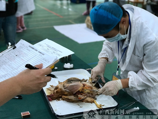 参赛选手正在操作鸡体解剖.广西新闻记者 宋瑶 摄
